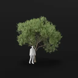 Olive Tree City Large