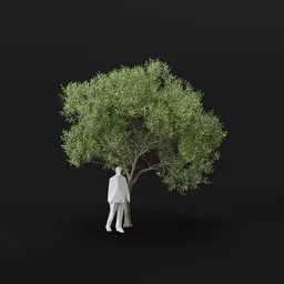 Olive Tree City Large