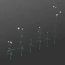 Stylized Fluffy Flowered Weed