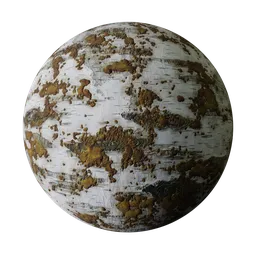 Dried Birch Tree Bark with Moss