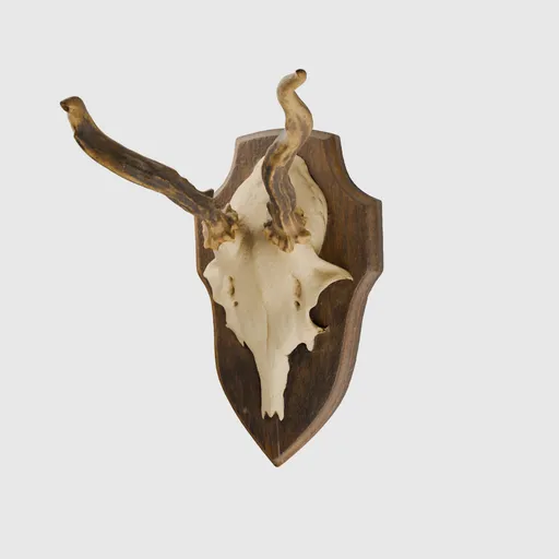 Skull 02