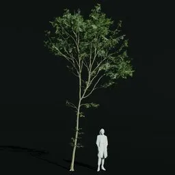 Hornbeam Thin