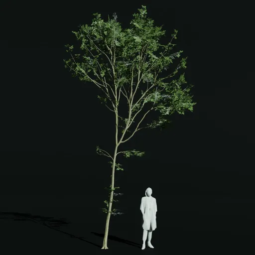 Hornbeam Thin