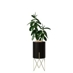 Rubber Ficus Elastica Abidjan Melany