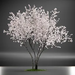 Tree Amelanchier Animated