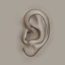 Ear VDM