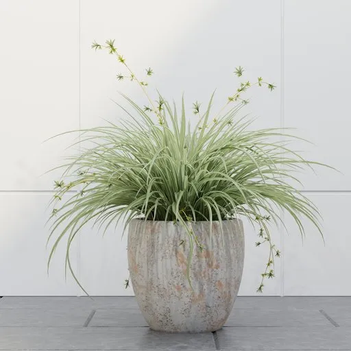 Variegated Ornamental Grass Planter