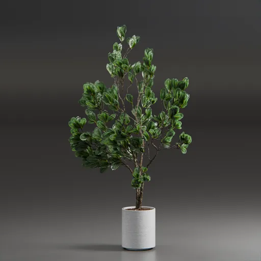 Indoor Plant Variation