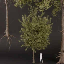 SJ-Shadowed Pine Monarch