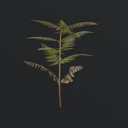"Bush Tall Fern b1 - a highly detailed and game ready 3D model for Blender 3D. This procedural plant features PBR textures and is perfect for adding to your game assets collection or 3D scenes."