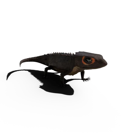 Mini dragon Red eyed skink (Tribolonotus Gracilis)