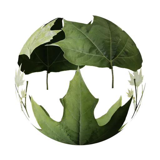 High-resolution PBR American Sycamore leaf textures for 3D modeling in Blender, realistic organic shader.