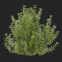 Simple Bush plant