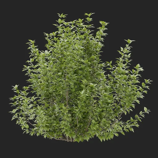 Simple Bush plant