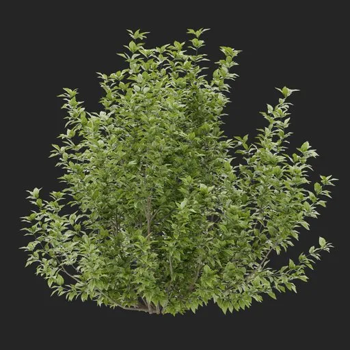 Simple Bush plant