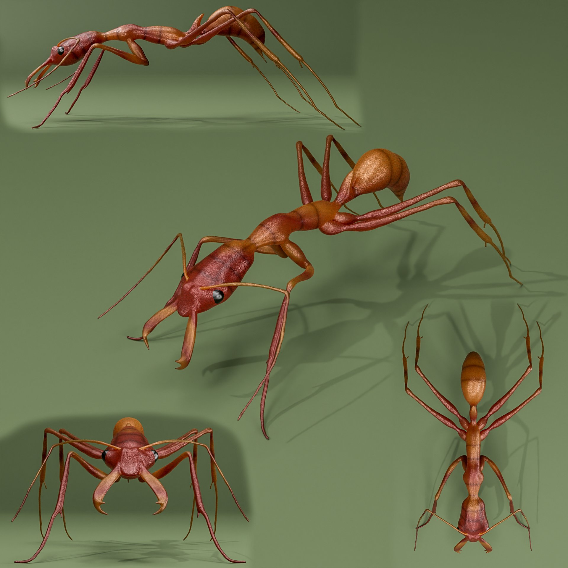 Ant Odontomachus davidsoni Hoenle | FREE Insects models | BlenderKit