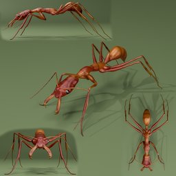Ant Odontomachus davidsoni Hoenle