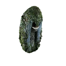 Magnolia officinalis Burl