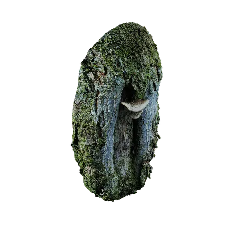 Magnolia officinalis Burl