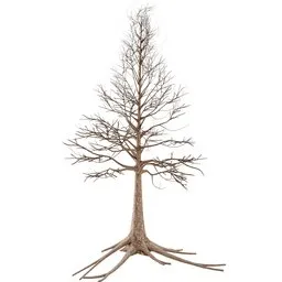 Tree - Old Dry with Roots