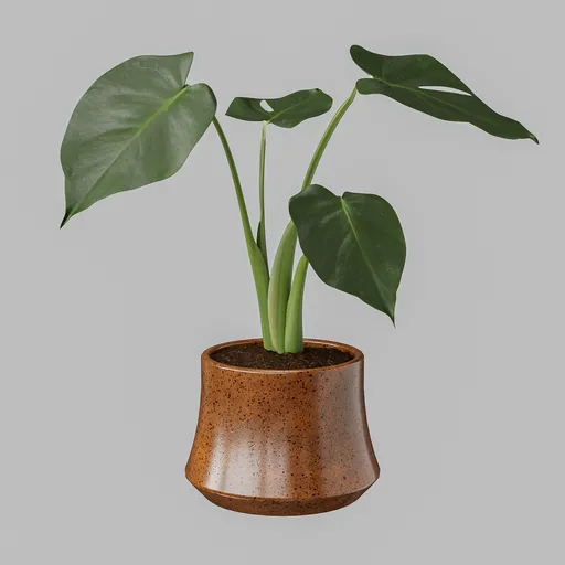 Monstera Deliciosa in Ceramic Vase