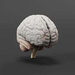 Stylized Human Brain