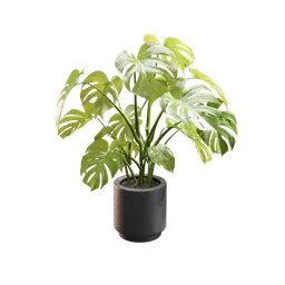 Realistic 3D model of a small monstera plant in a pot, perfect for interior design in Blender 3D.