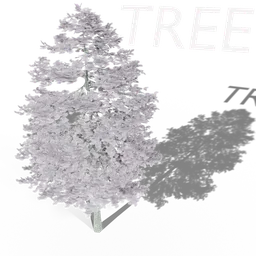Tree Dougles WInter