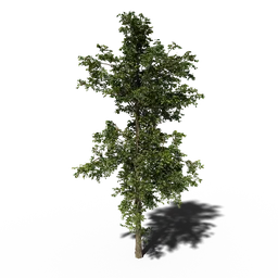 Combretum wild tree