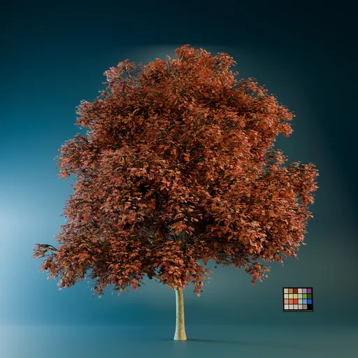Acer Saccharum Big Tree