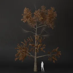 SJ-Lonely Trail Pine Tree