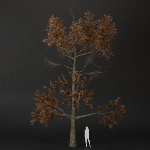 SJ-Lonely Trail Pine Tree