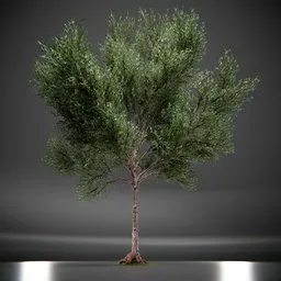 Callery Tree Low Poly Animated