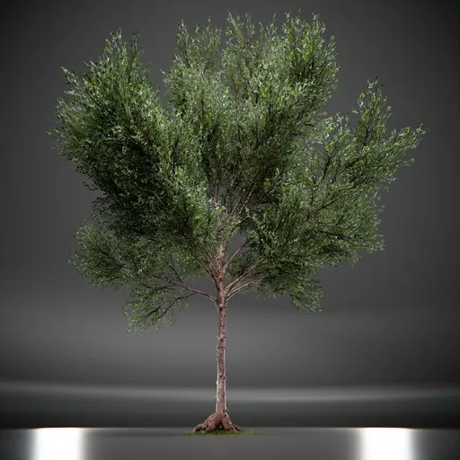 Callery Tree Low Poly Animated