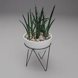 Snake Plant