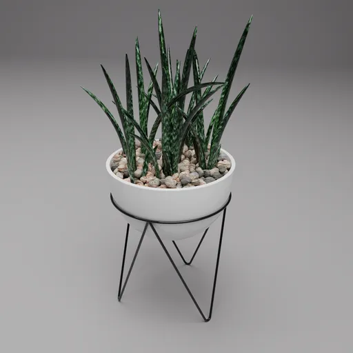 Snake Plant