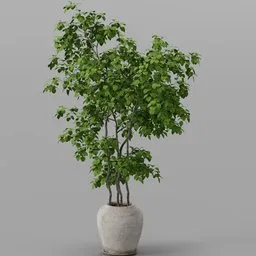 Plant in Ceramic Pot