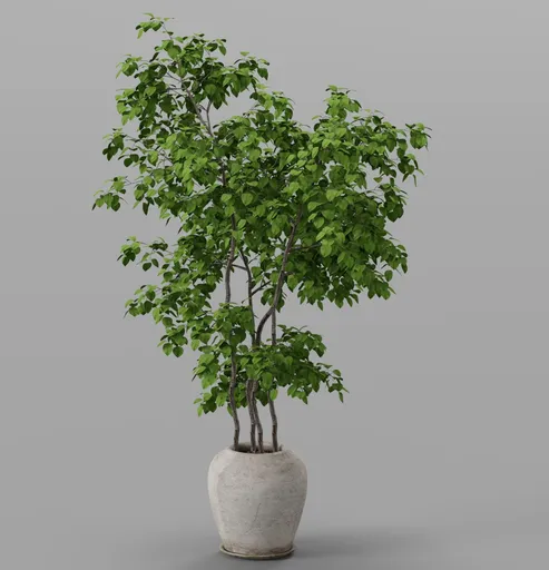 Plant in Ceramic Pot