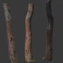 Tree Branch