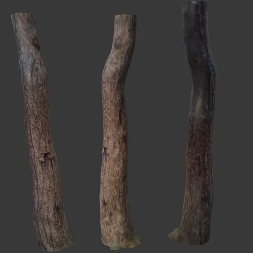 Tree Branch