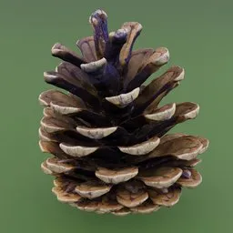 Detailed 3D scanned pine cone model with realistic textures for botanical, forest, or Christmas-related Blender 3D projects.