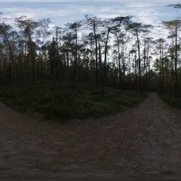 Sunset Forest