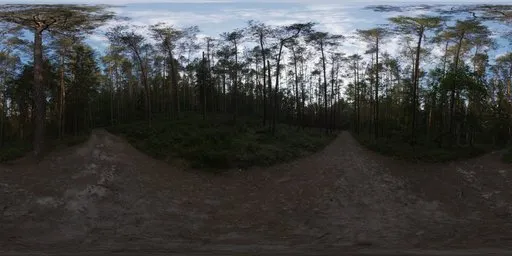 Sunset Forest
