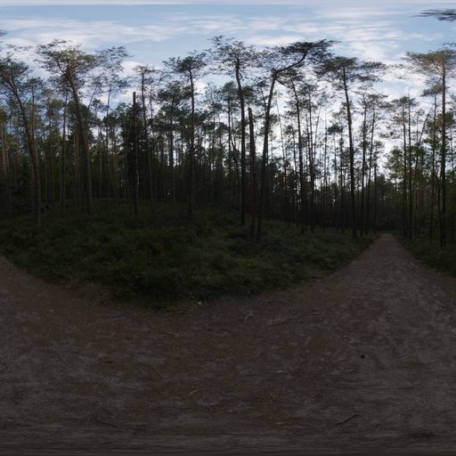 Sunset Forest