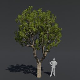 "High-quality Tree Black Board 3D model for Blender 3D with expert shading and PBR textures. Perfect for cinematics and detailed orthographic views. Designed by Carpoforo Tencalla for the Gipf project."