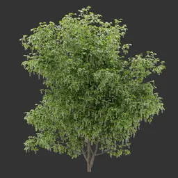 Deciduous shrub Plant