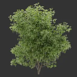 Deciduous shrub Plant