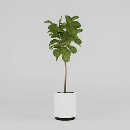 Fiddle Leaf Plant