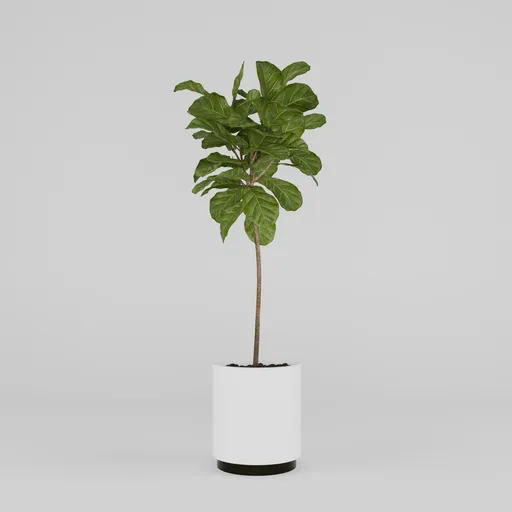 Fiddle Leaf Plant