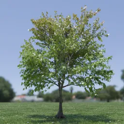 Tree Acer Buergerianum animated
